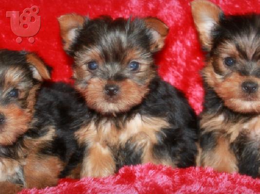 PoulaTo: Lovely yorkshire puppies